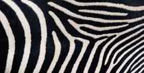 Close-up of Greveys zebra stripes by Panoramic Images