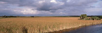 Big Cypress National Preserve along Tamiami Trail Everglades National Park by Panoramic Images