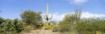 Low angle view of a cactus among bushes, Tucson, Arizona, USA by Panoramic Images