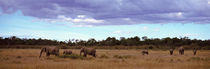 Africa, Kenya, Masai Mara National Reserve, Elephants in national park by Panoramic Images
