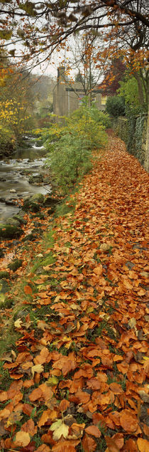 Leaves On The Grass In Autumn, Sneaton, North Yorkshire, England, United Kingdom von Panoramic Images