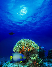 Queen angelfish  and Blue chromis with Black Durgon in the sea von Panoramic Images