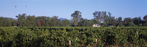 Hot air balloons in the sky, Napa Valley, California, USA von Panoramic Images