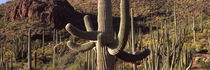 Cacti on a landscape, Organ Pipe Cactus National Monument, Arizona, USA von Panoramic Images