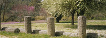 Ruins of columns, Ancient Olympia, Peloponnese, Greece by Panoramic Images