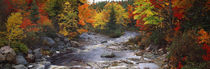 Stream with trees in a forest in autumn, Nova Scotia, Canada von Panoramic Images