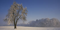 Panorama Print - Kirschbaum in schneebedeckter Landschaft in der Schweiz  von Panoramic Images