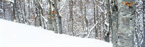 Snow covered trees on a mountain, Apennines, Umbria, Italy by Panoramic Images