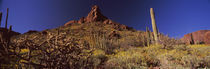 Cacti on a landscape, Organ Pipe Cactus National Monument, Arizona, USA von Panoramic Images