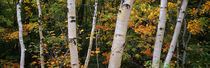 Birch trees in a forest, New Hampshire, USA by Panoramic Images
