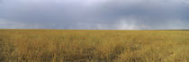 Clouds over a meadow, Masai Mara National Reserve, Great Rift Valley, Kenya by Panoramic Images