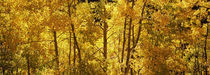 Aspen trees in autumn, Colorado, USA by Panoramic Images