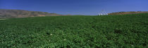 USA, Idaho, Burley, Potato field surrounded by mountains by Panoramic Images