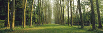 Trees Versailles France by Panoramic Images