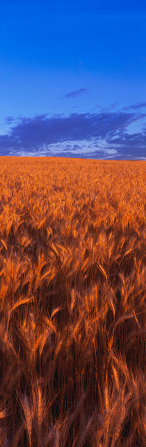 Wheat Field WA von Panoramic Images