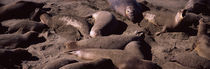 Elephant seals on the beach, San Luis Obispo County, California, USA by Panoramic Images