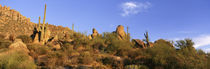 Saguaro Cactus, Sonoran Desert, Arizona, United States by Panoramic Images