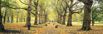 Trees along a footpath in a park, Green Park, London, England by Panoramic Images
