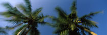 Low angle view of palm trees, Watamu, Coast Province, Kenya von Panoramic Images