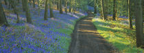 Bluebell flowers along a dirt road in a forest, Gloucestershire, England von Panoramic Images