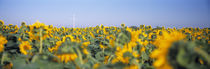 Wind turbine in a field of Sunflowers, Baden-Württemberg, Germany von Panoramic Images