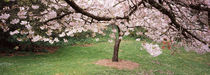 Cherry Blossom tree in a park, Golden Gate Park, San Francisco, California, USA by Panoramic Images