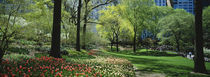 Trees in a park, Central Park, Manhattan, New York City, New York State, USA von Panoramic Images
