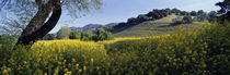 Mustard Flowers In A Field, Napa Valley, California, USA by Panoramic Images