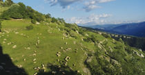 Flock of sheep grazing on a mountainside, Hautes Alpes, Switzerland von Panoramic Images