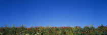 Poppies in a field, Germany von Panoramic Images