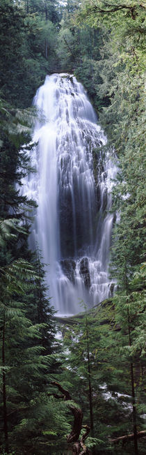 Willamette National Forest, Lane County, Oregon, USA von Panoramic Images