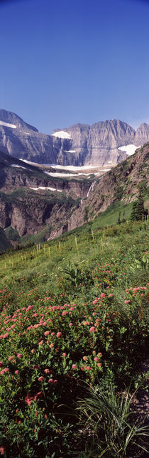 Alpine wildflowers on a landscape, US Glacier National Park, Montana, USA by Panoramic Images