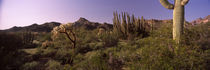 Organ Pipe Cactus National Monument, Arizona, USA by Panoramic Images