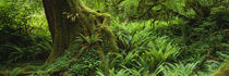 Panorama Print - Olympic National Forest, Washington State, USA von Panoramic Images