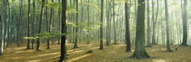 Woodlands near Annweiler Germany von Panoramic Images