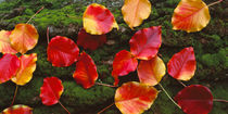 Fall Leaves Sacramento CA USA von Panoramic Images