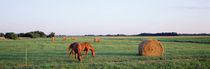 Horses And Hay, Marion County, Illinois, USA by Panoramic Images