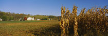 Panorama Print - Maiskolben in einem Feld nach der Ernte, SR19, Ohio, USA von Panoramic Images