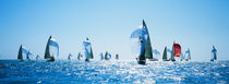 Sailboat Race, Key West Florida, USA von Panoramic Images