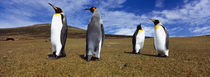 Four King penguins standing on a landscape, Falkland Islands von Panoramic Images