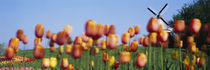 Tulip Flowers With A Windmill In The Background, Holland, Michigan, USA von Panoramic Images