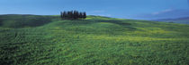 Cypress Trees In A Field, Tuscany, Italy by Panoramic Images