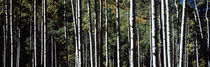 White Aspen Tree Trunks CO USA by Panoramic Images