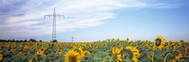 Electricity pylons in a field of Sunflowers, Baden-Wurttemberg, Germany by Panoramic Images