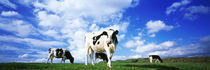 Cows In Field, Lake District, England, United Kingdom by Panoramic Images