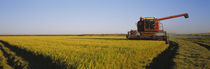 Combine in a rice field, Glenn County, California, USA by Panoramic Images