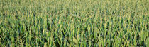 Corn crop in a field, Iowa, USA by Panoramic Images