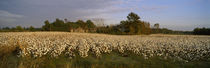 Cotton plants in a field, North Carolina, USA by Panoramic Images