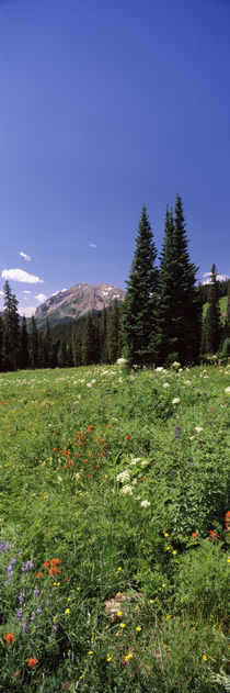 Wildflowers in a forest, Crested Butte, Gunnison County, Colorado, USA von Panoramic Images