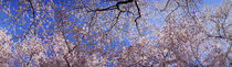 Low angle view of cherry blossom trees, Washington State, USA by Panoramic Images